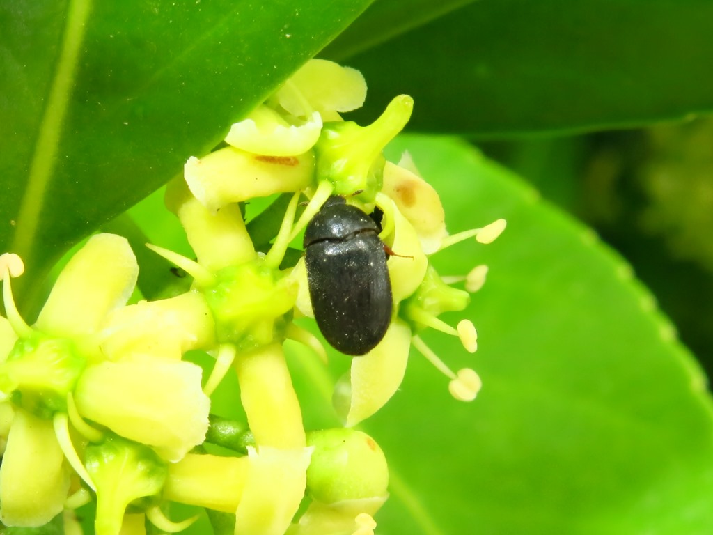 mini coleottero da id: Attagenus sp., Dermestidae