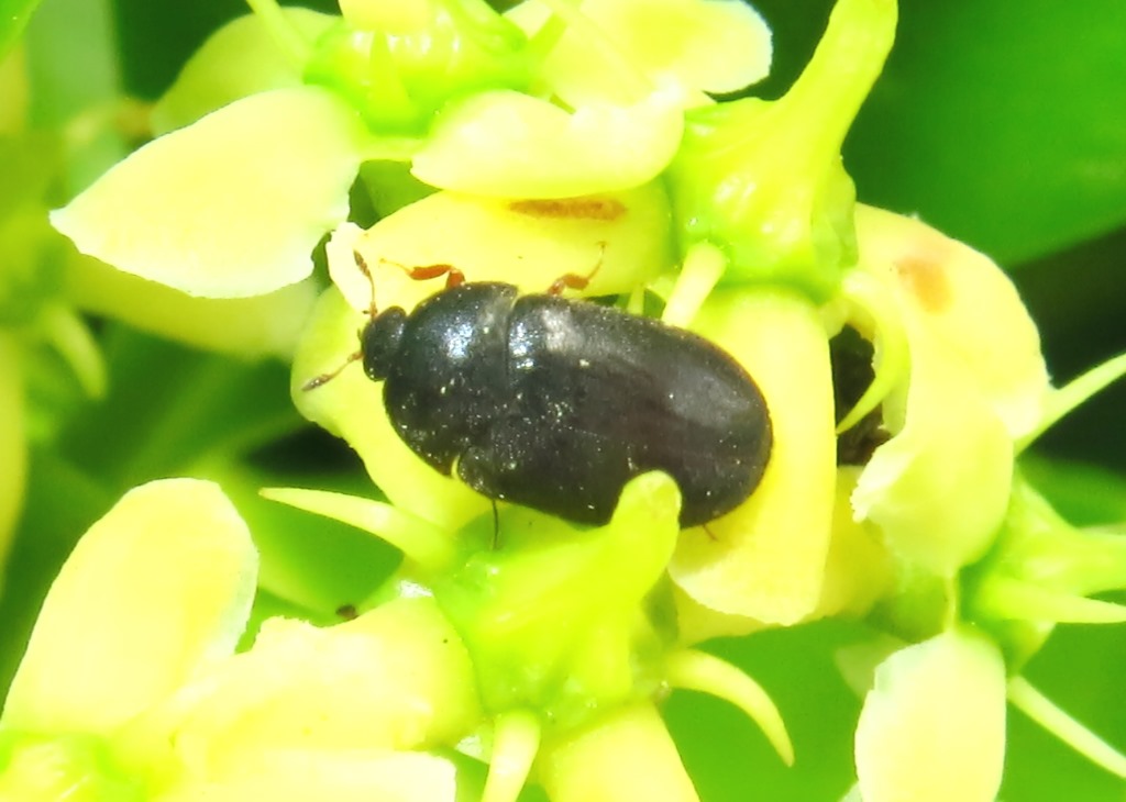 mini coleottero da id: Attagenus sp., Dermestidae