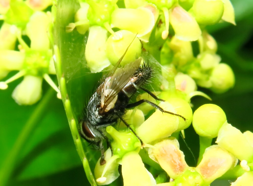 Aplomya confinis maschio (Tachinidae)