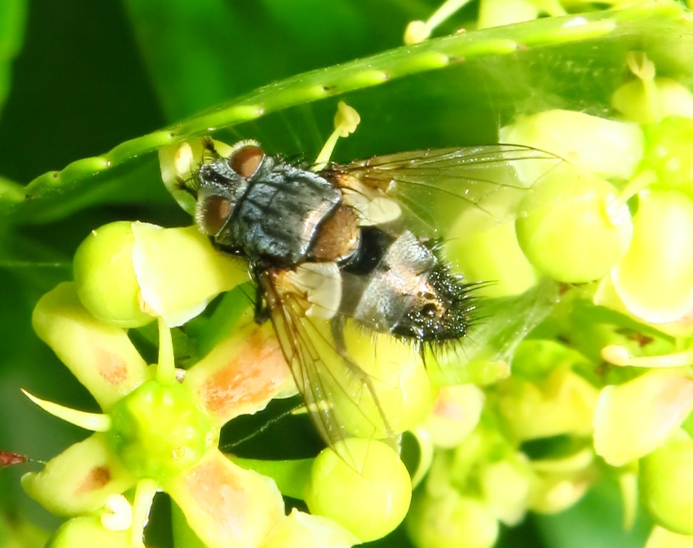 Aplomya confinis maschio (Tachinidae)