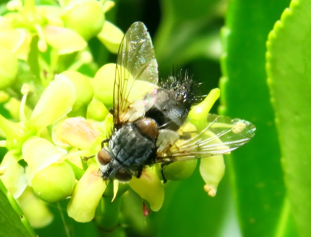 Aplomya confinis maschio (Tachinidae)