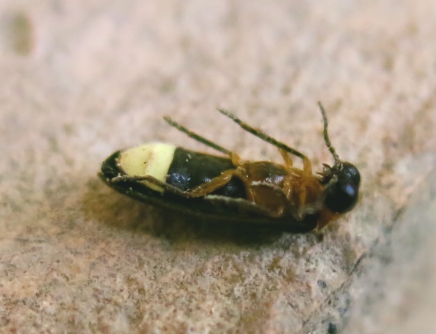 Luciola lusitanica, Lampyridae
