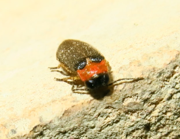 Luciola lusitanica, Lampyridae