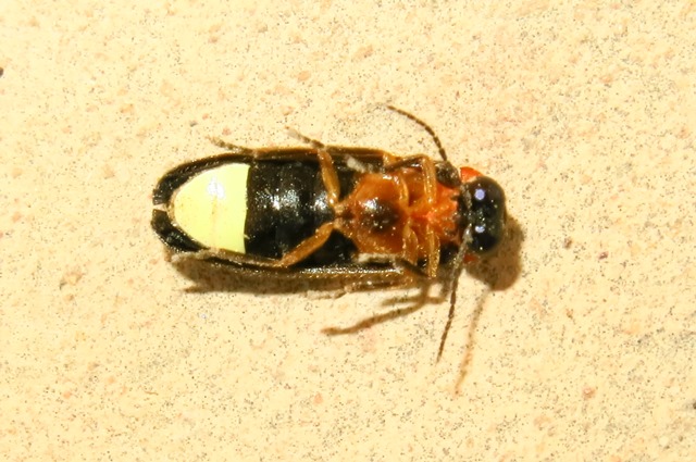 Luciola lusitanica, Lampyridae