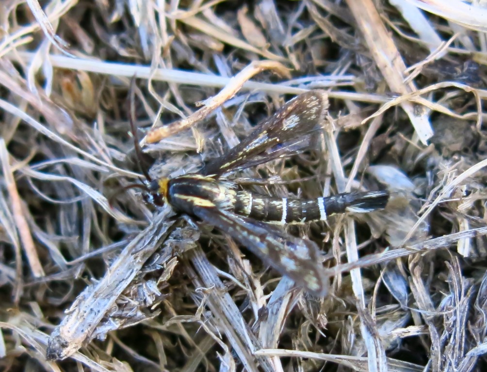 Sesiidae - Chamaesphecia cfr. aerifrons