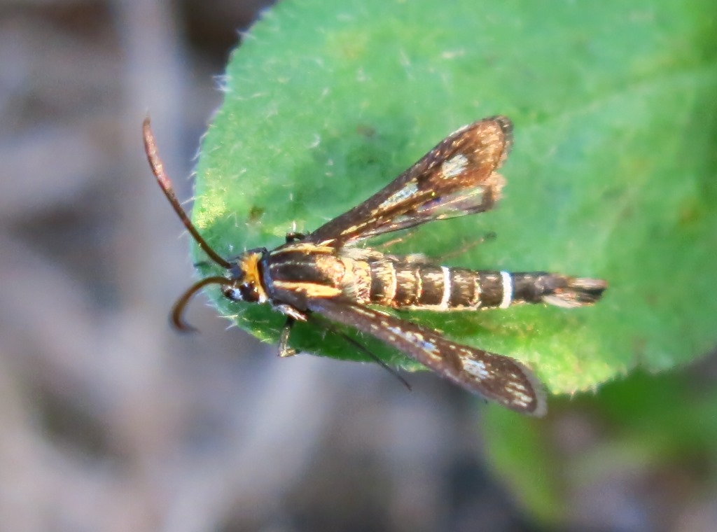 Sesiidae - Chamaesphecia cfr. aerifrons