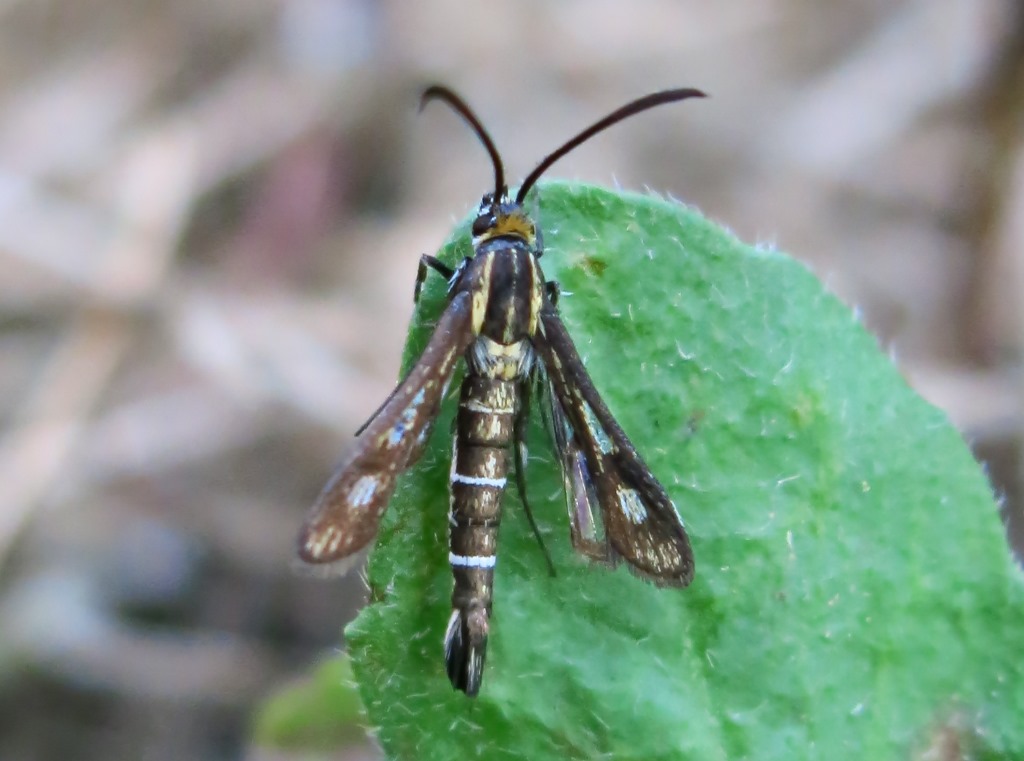 Sesiidae - Chamaesphecia cfr. aerifrons