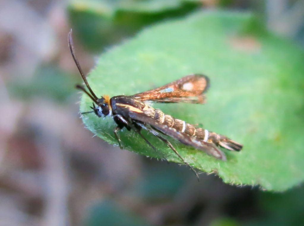 Sesiidae - Chamaesphecia cfr. aerifrons