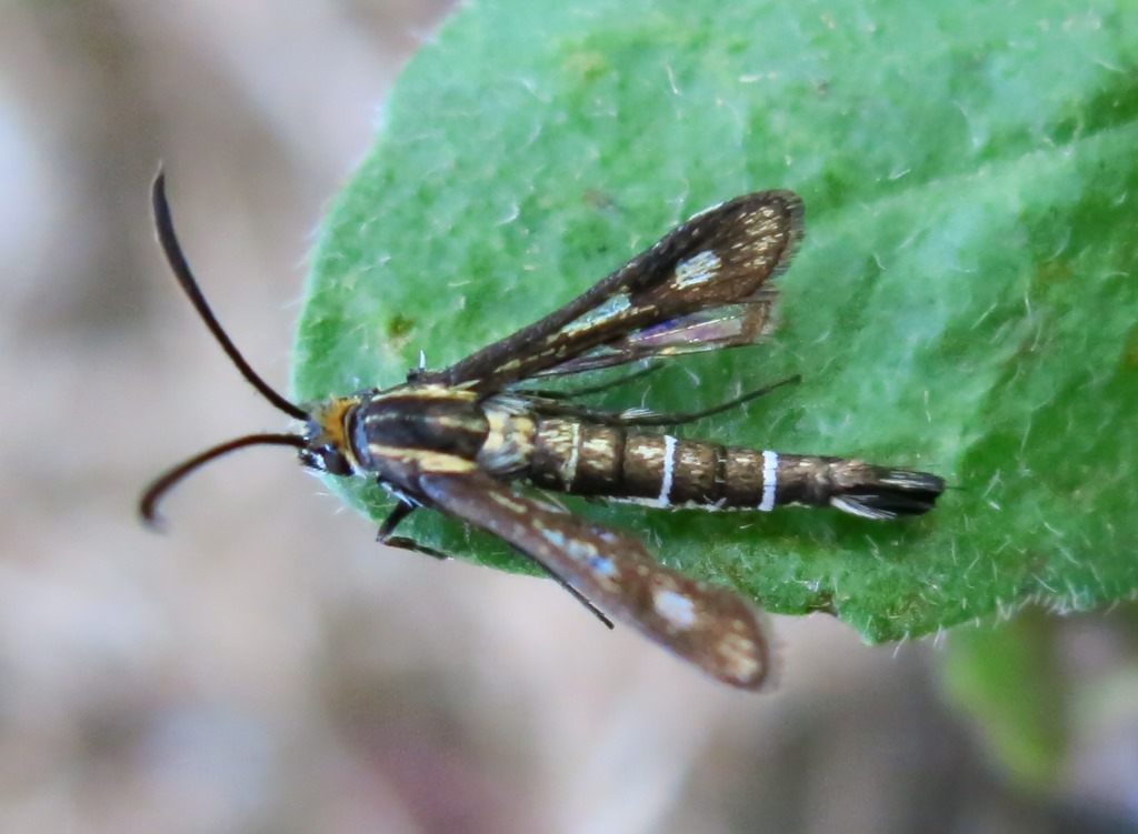 Sesiidae - Chamaesphecia cfr. aerifrons