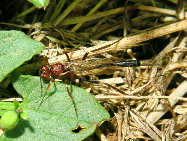 Anomalon cruentatum femmina, Ichneumonidae