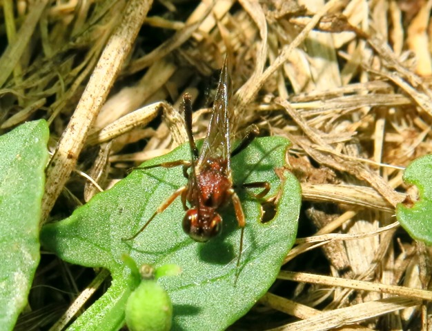 Anomalon cruentatum femmina, Ichneumonidae