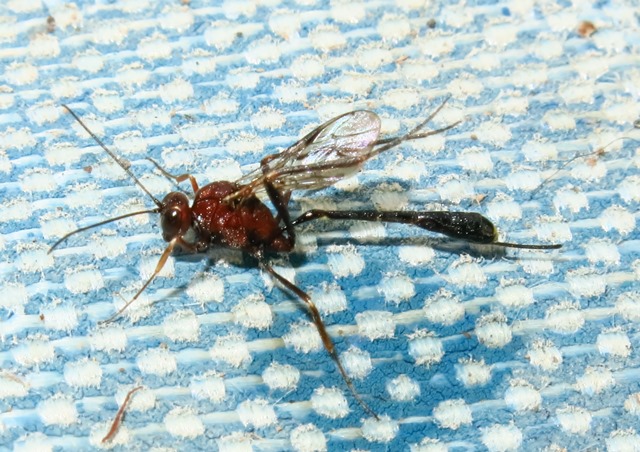 Anomalon cruentatum femmina, Ichneumonidae