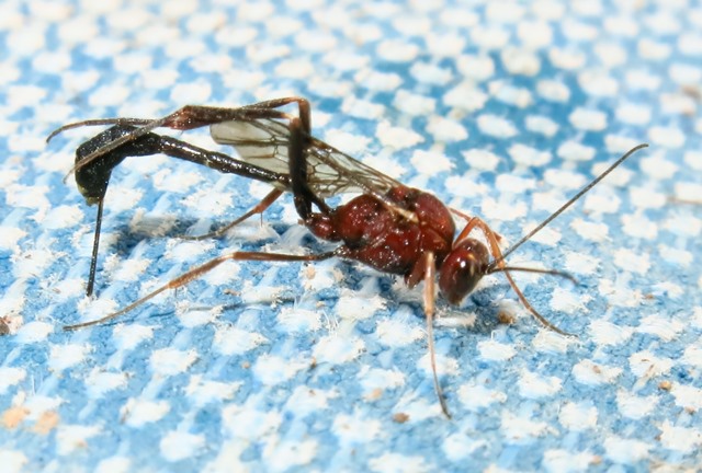 Anomalon cruentatum femmina, Ichneumonidae