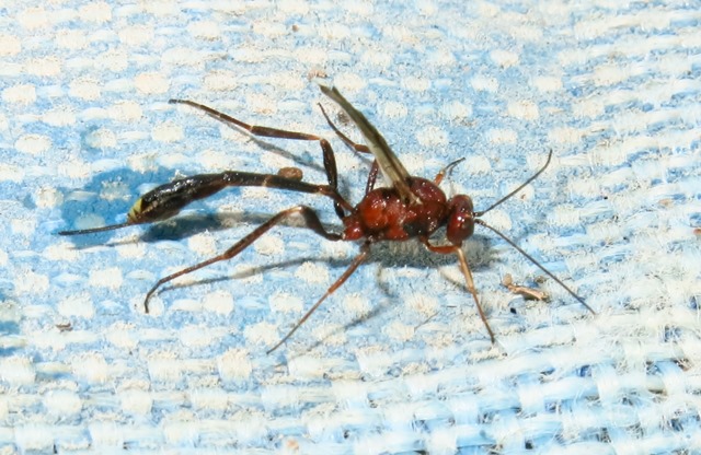 Anomalon cruentatum femmina, Ichneumonidae