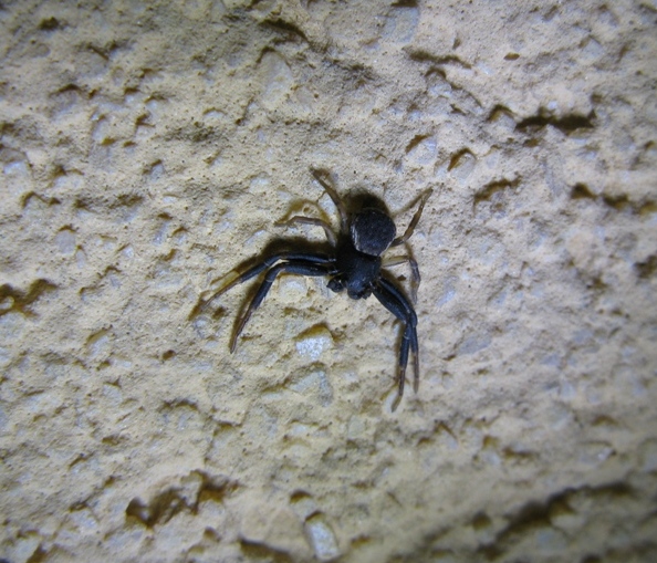 Maschio di Ozyptila sp. - Acquapendente (VT)