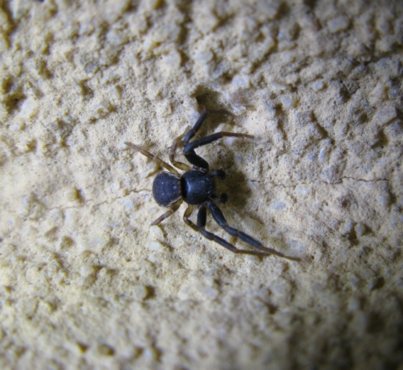 Maschio di Ozyptila sp. - Acquapendente (VT)