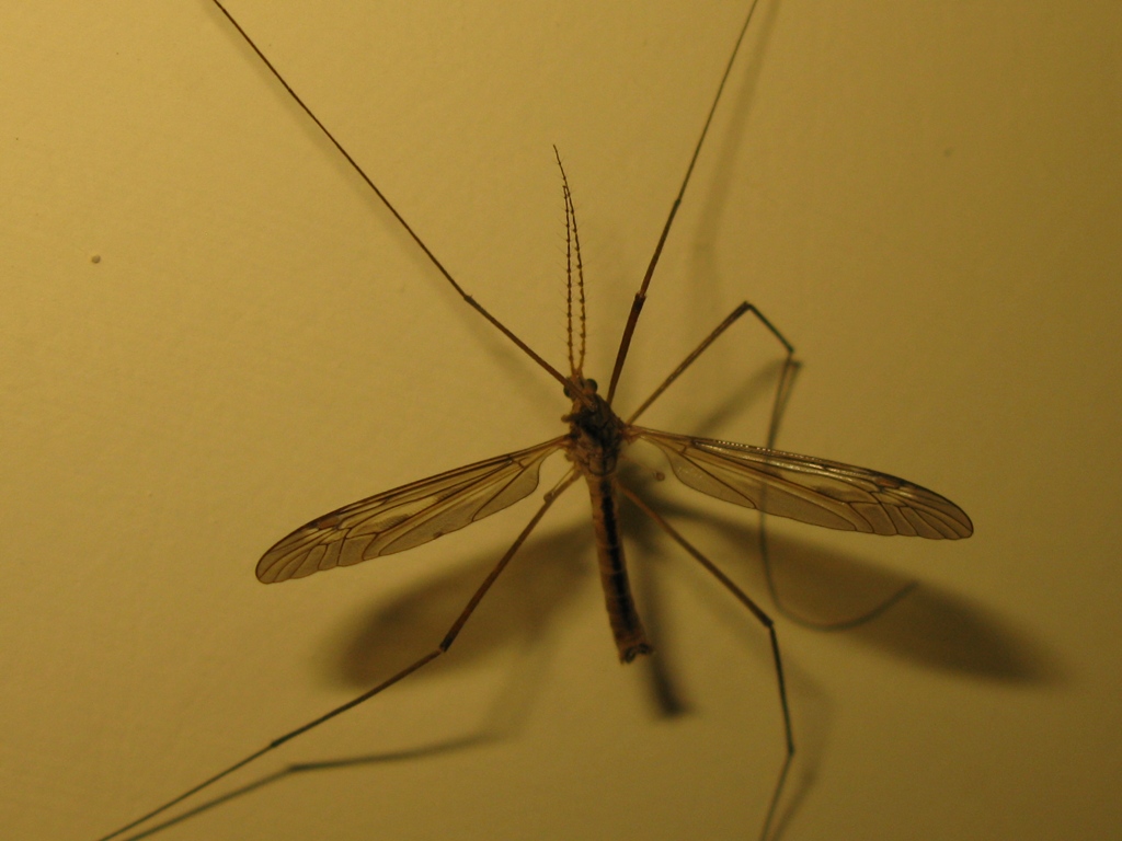 tipulidae da determinare? 21