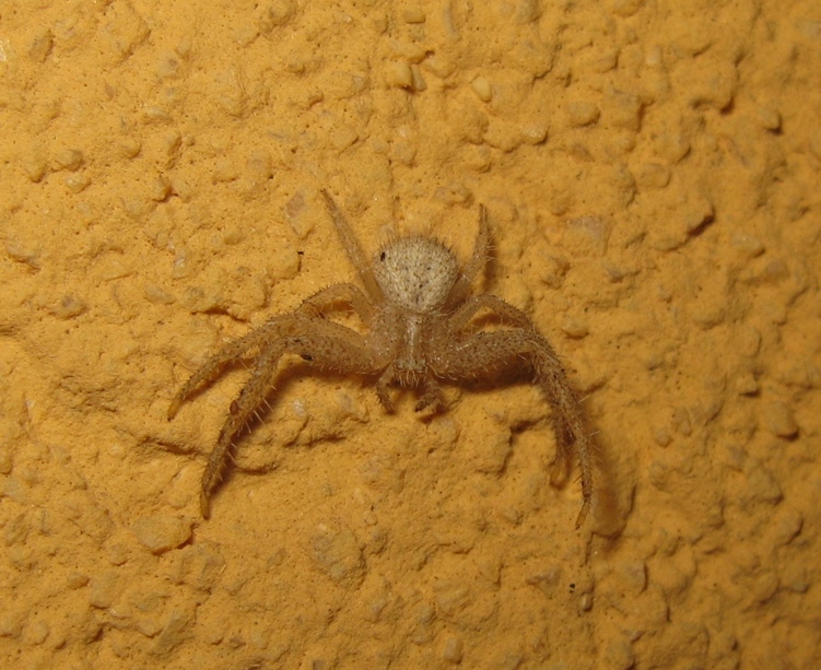 Heriaeus cf. hirtus - Acquapendente (VT)