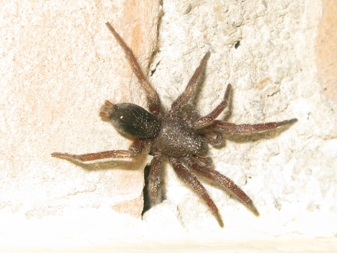 Scotophaeus blackwalli - Acquapendente (VT)