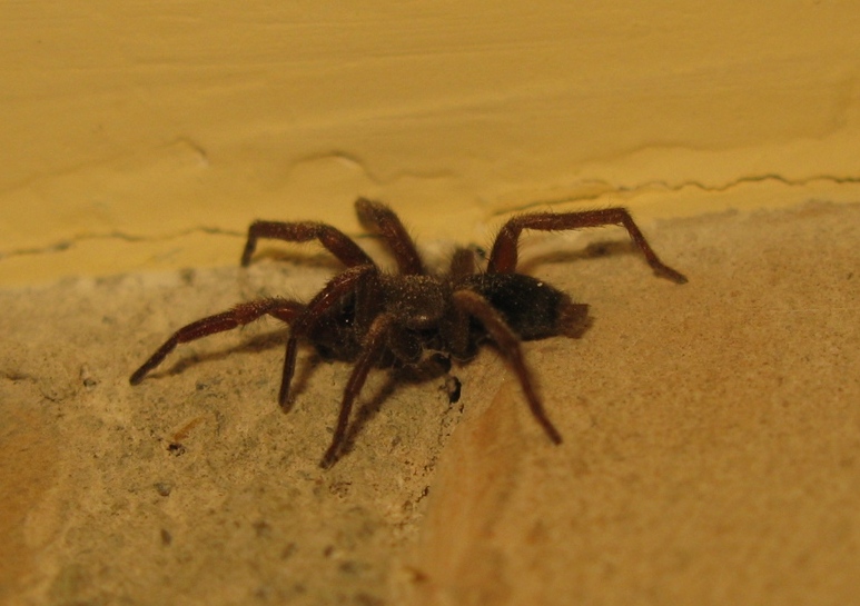 Scotophaeus blackwalli - Acquapendente (VT)