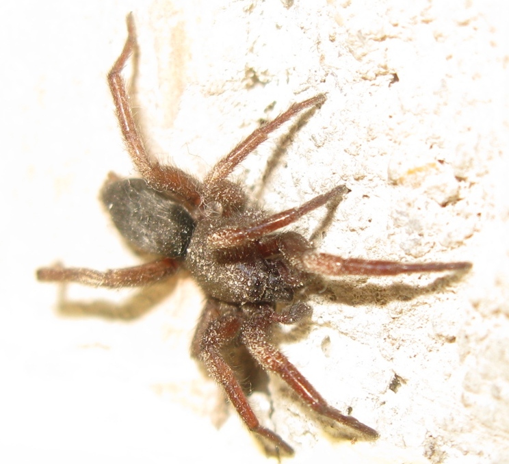Scotophaeus blackwalli - Acquapendente (VT)