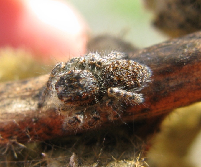 Philaeus chrysops - Acquapendente (VT)