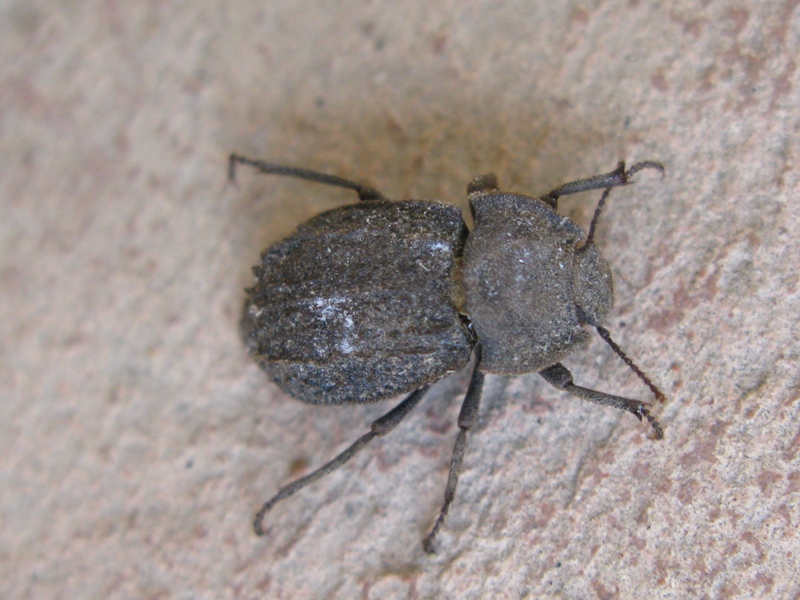 Tenebrionidae, Asida luigionii ssp. luigionii