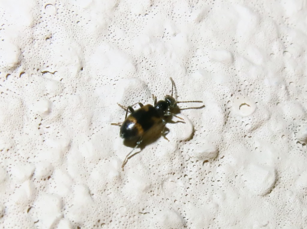 Anthicus laeviceps, Anthicidae