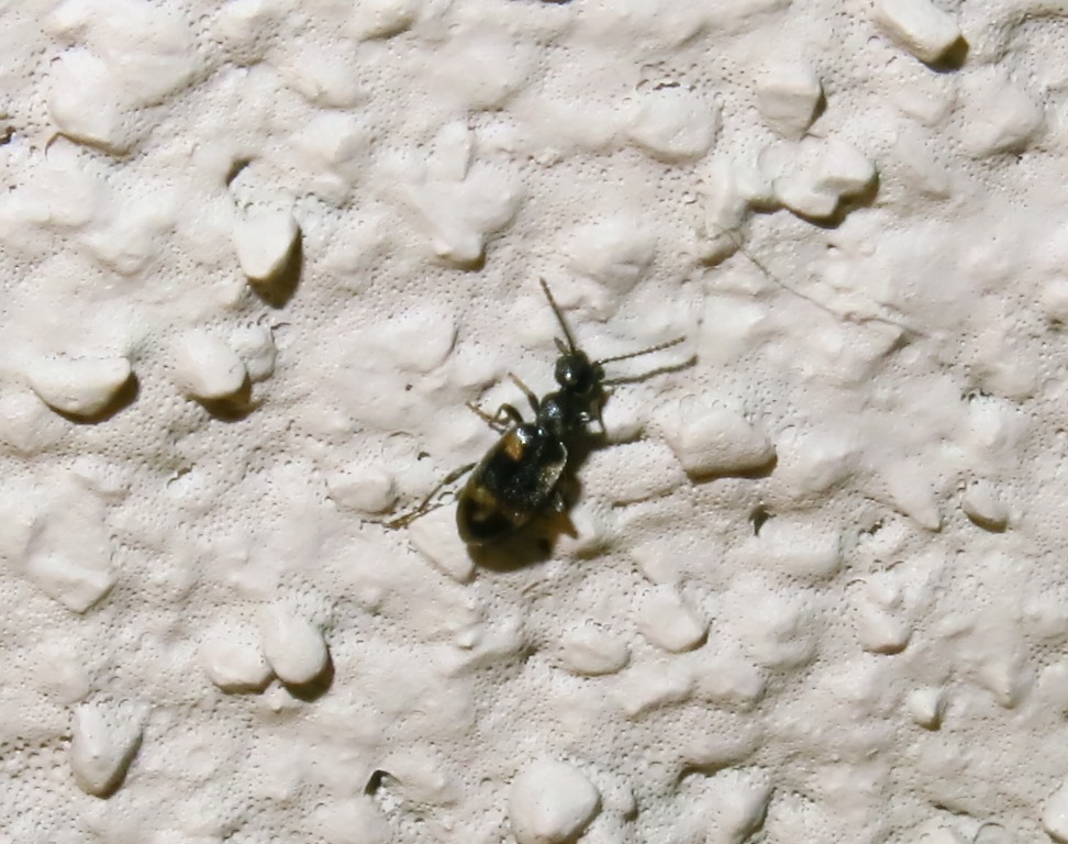 Anthicus laeviceps, Anthicidae