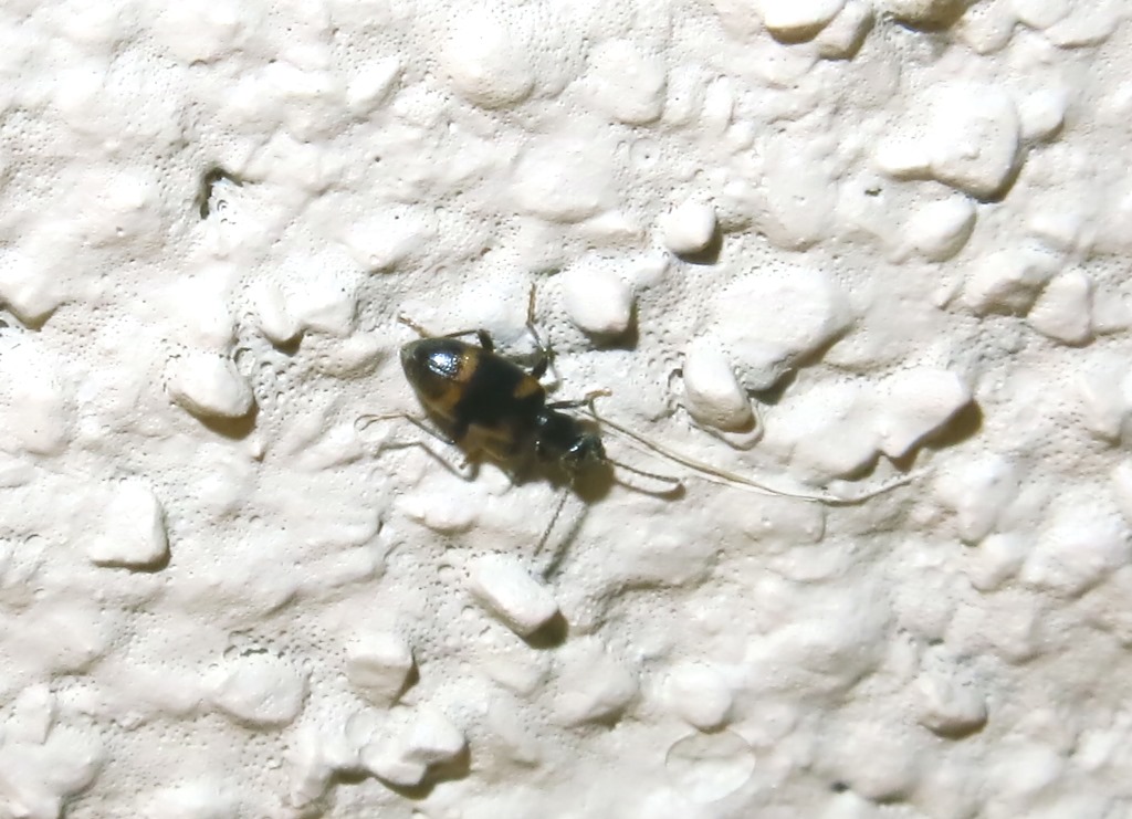 Anthicus laeviceps, Anthicidae