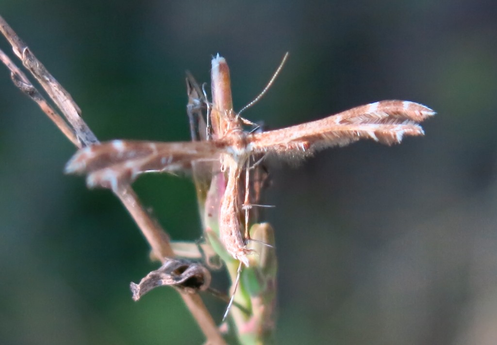 Pterophoridae - Oxyptilus cf. pilosellae