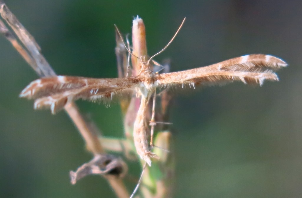 Pterophoridae - Oxyptilus cf. pilosellae