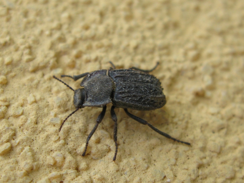 Tenebrionidae, Asida luigionii ssp. luigionii