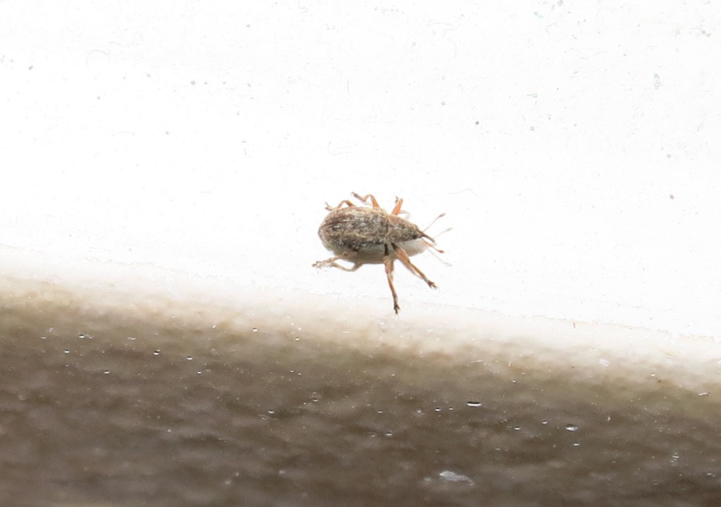 Exapion fuscirostre (cfr.), Apionidae
