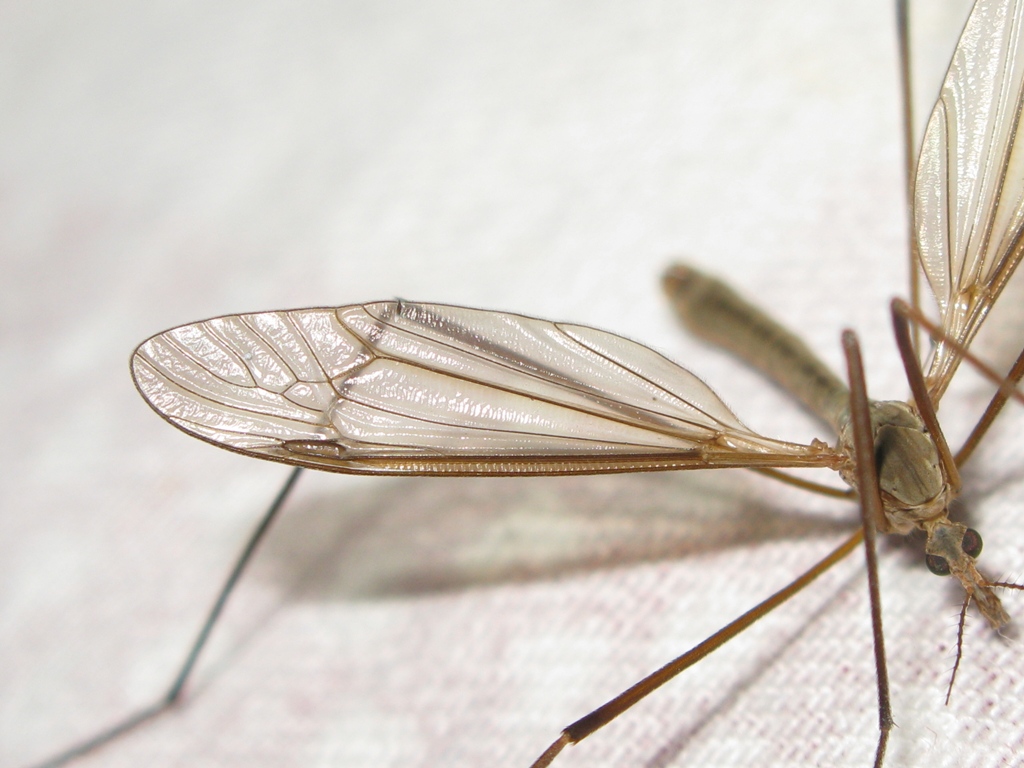 Tipulidae da determinare? 22
