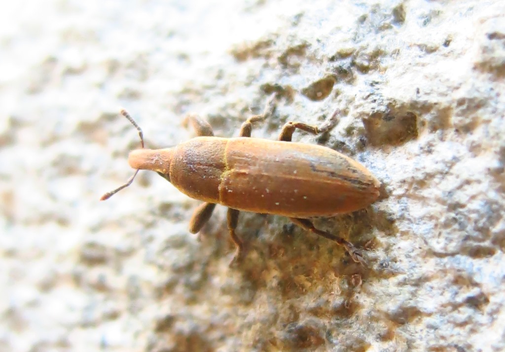 Lixus angustus, Curculionidae