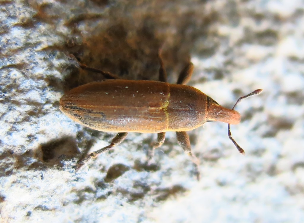 Lixus angustus, Curculionidae