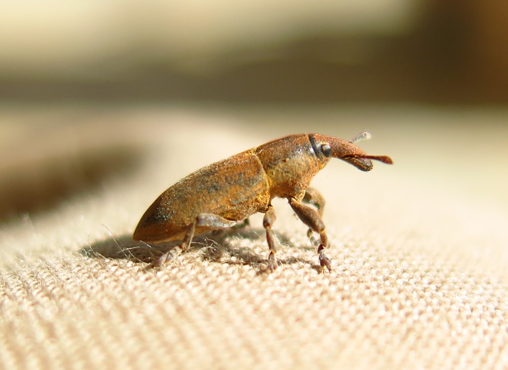 Lixus angustus, Curculionidae