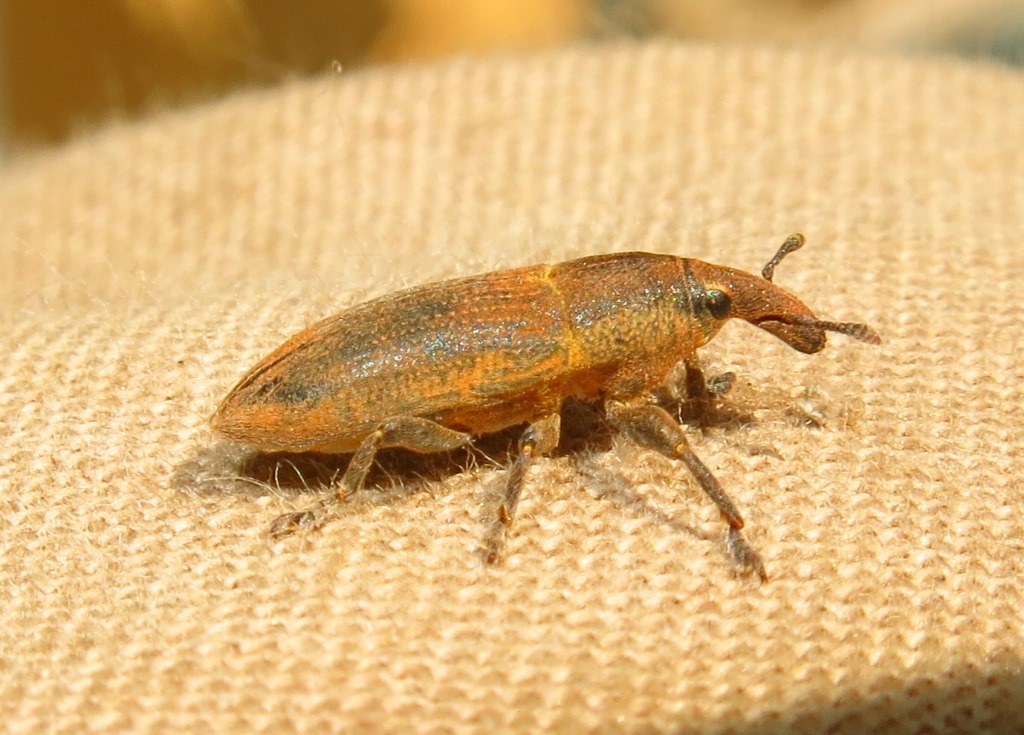 Lixus angustus, Curculionidae