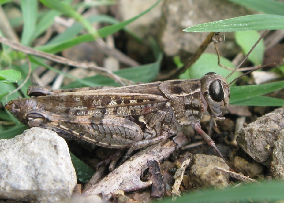 Acrididae da determinare? 2