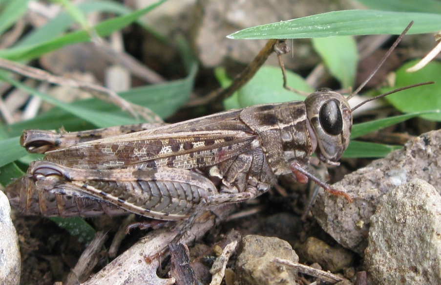 Acrididae da determinare? 2