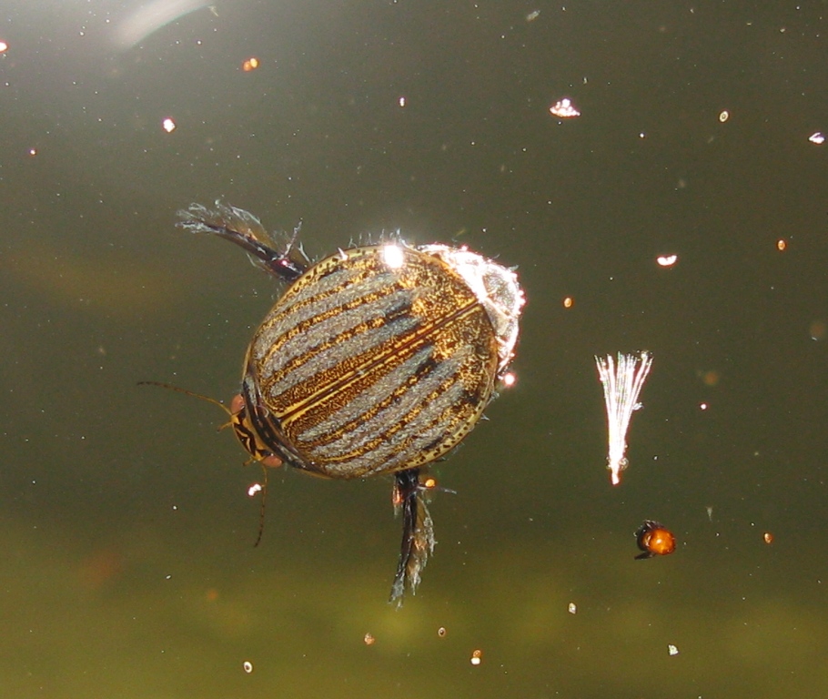femmina di Acilius sulcatus (Dytiscidae)