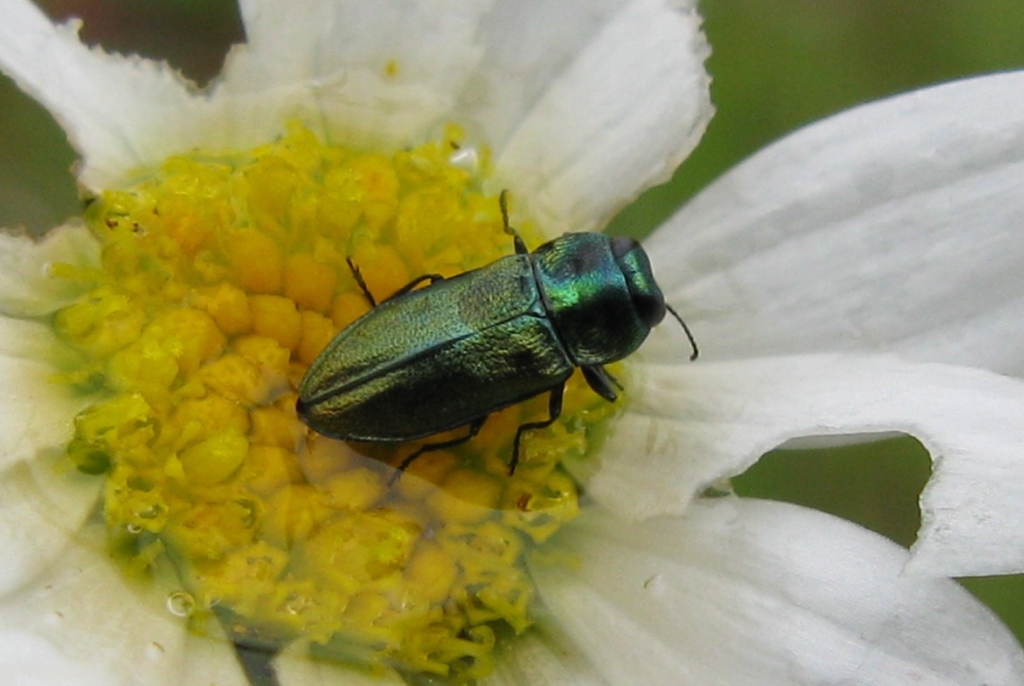Anthaxia thalassophila thalassophila
