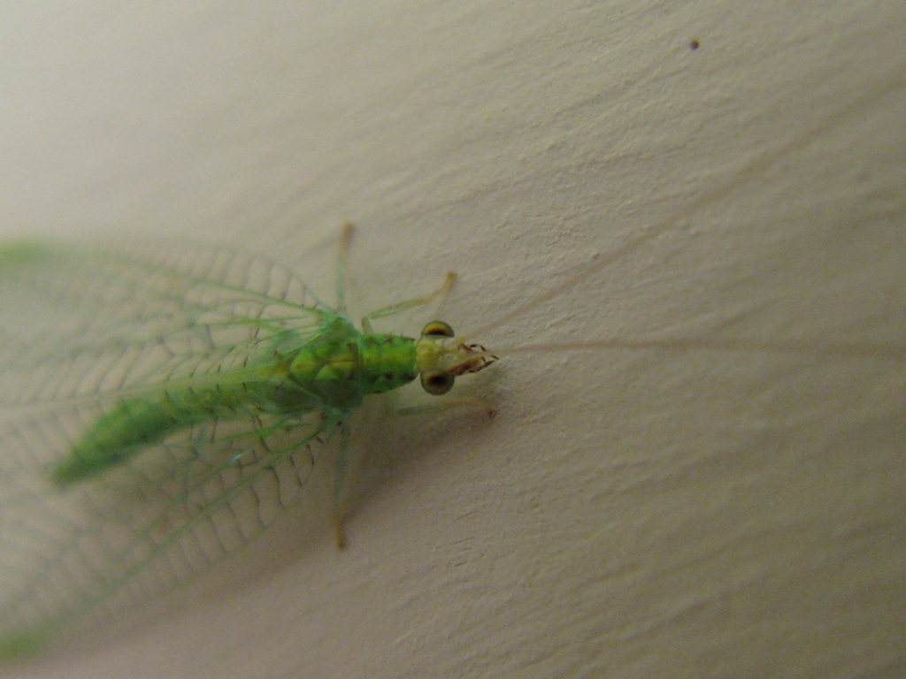 Chrysopidae da determinare?