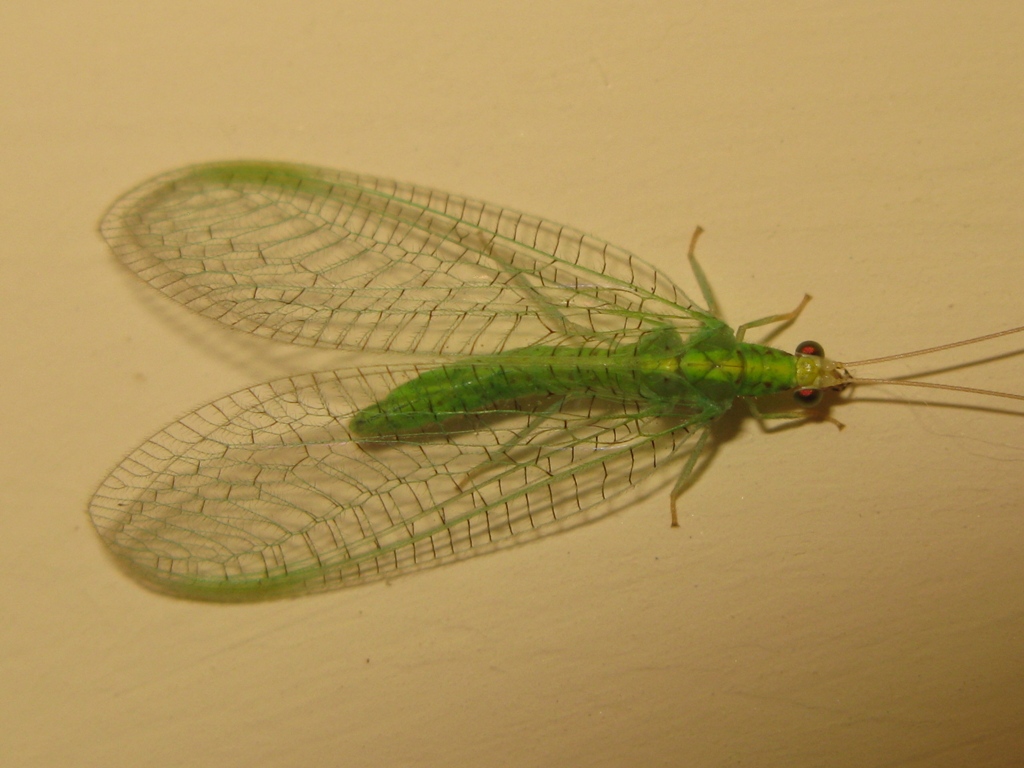 Chrysopidae da determinare?