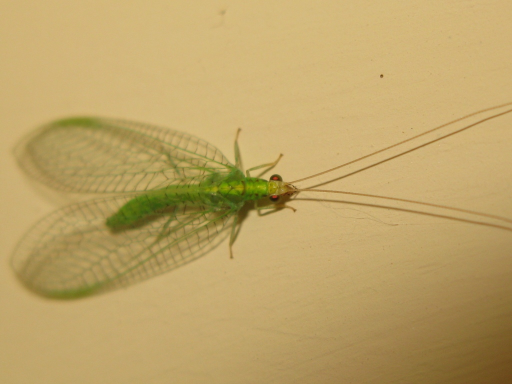 Chrysopidae da determinare?