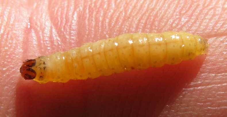 bruco da determinare 27 ?