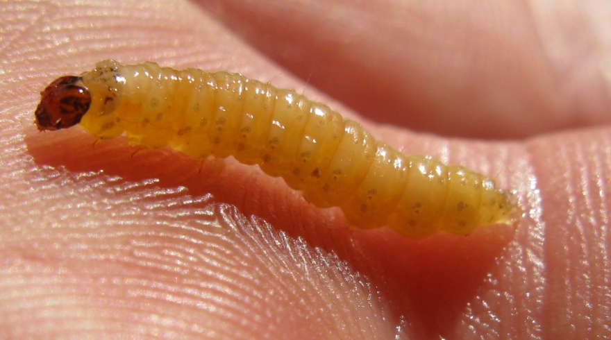 bruco da determinare 27 ?