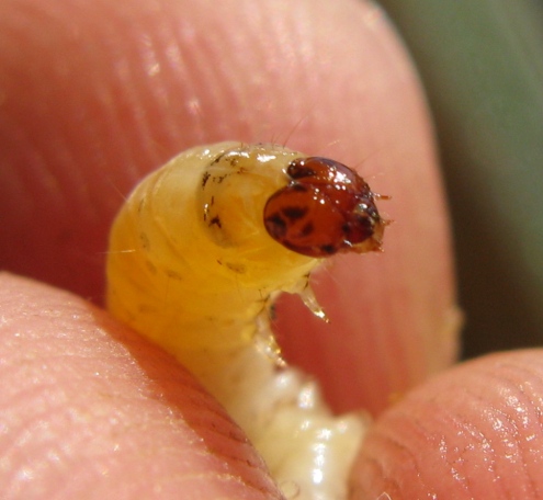 bruco da determinare 27 ?