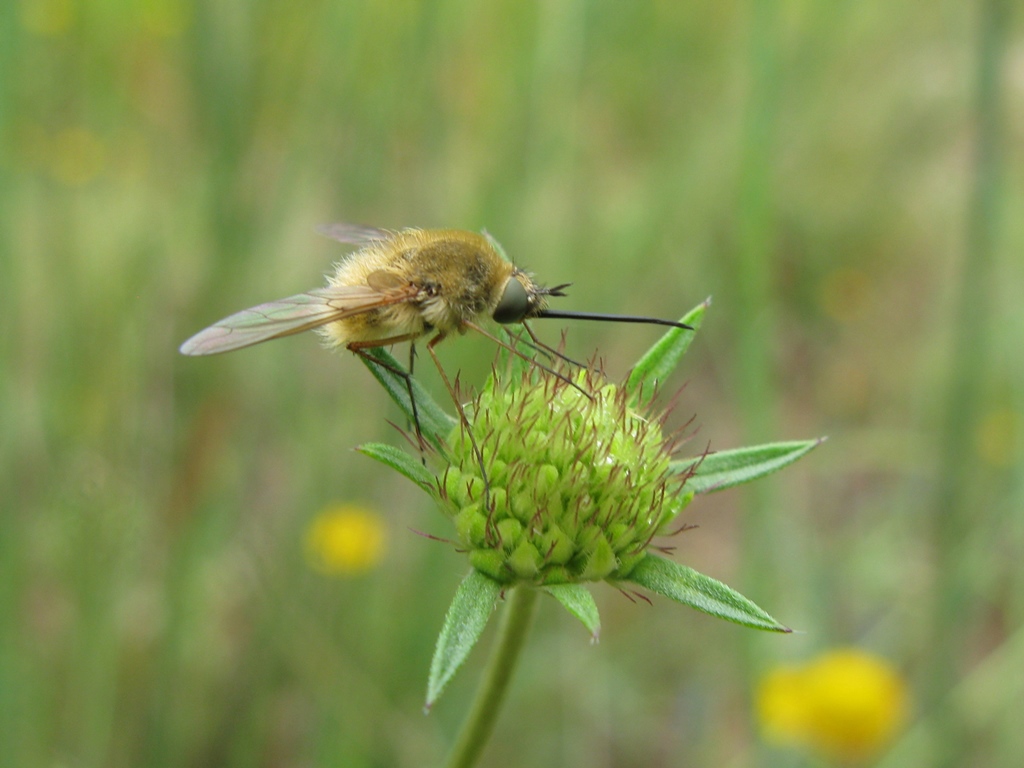 bombilide da determinare: Bombylius sp.